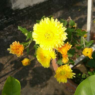 Chrysanthemum