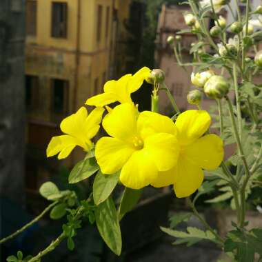 Sayantan 's garden