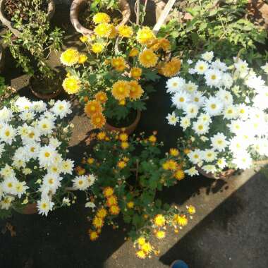 Sayantan 's garden