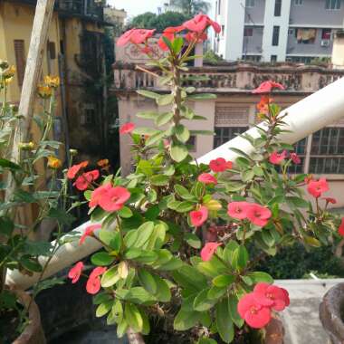 Crown Of Thorns