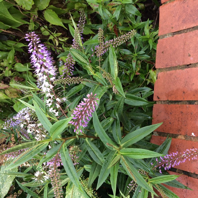 Plant image Hebe 'Midsummer Beauty'