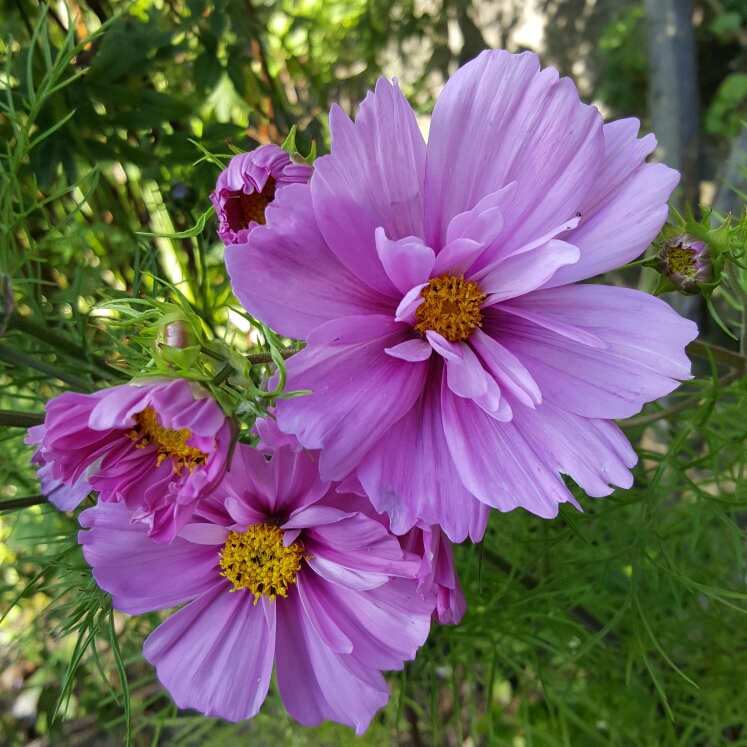 plant image 186693