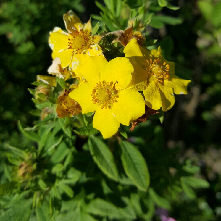plant image 186701