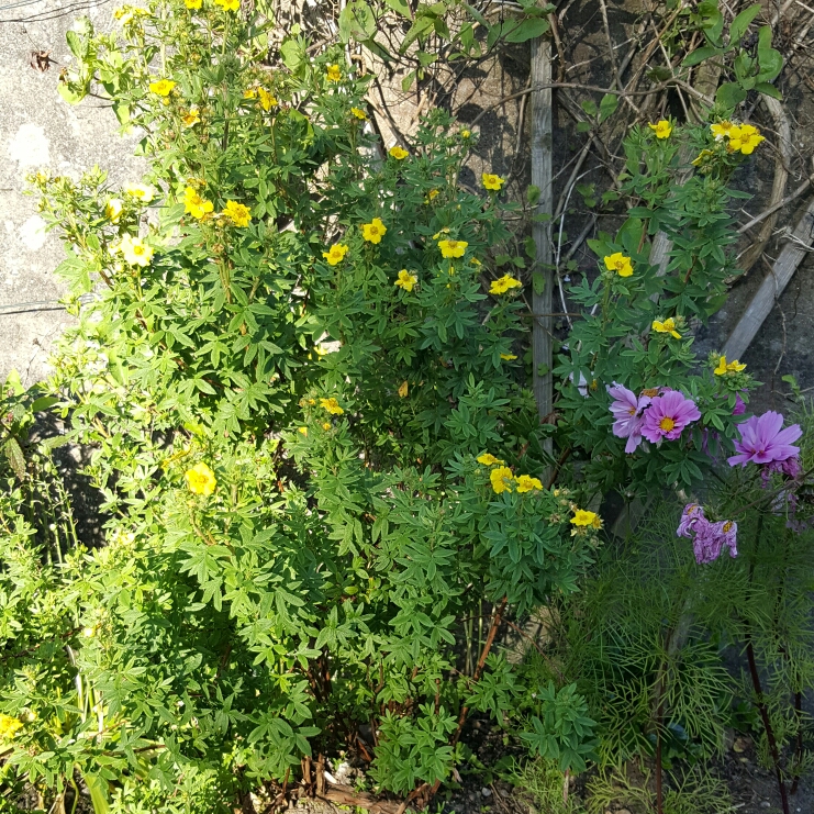 Plant image Potentilla fruticosa 'Mango Tango'