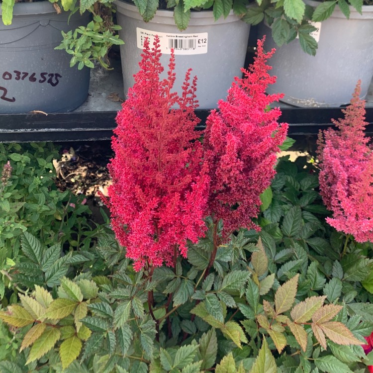 Plant image Astilbe x japonica 'Red Sentinel'