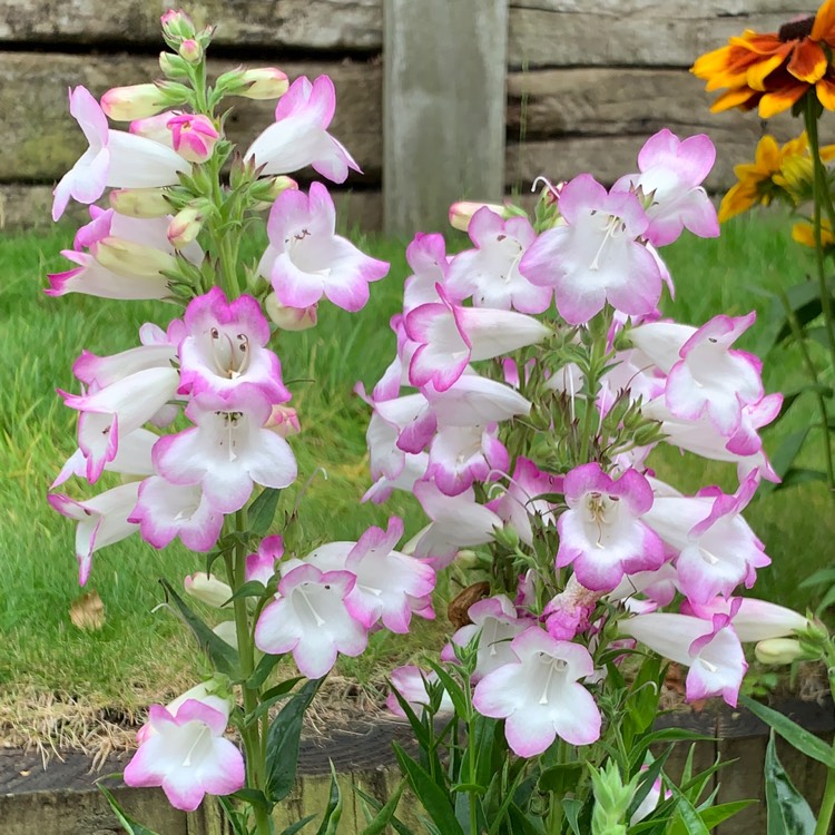 plant image 1685784