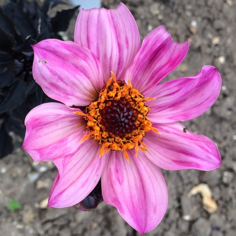 plant image 158213