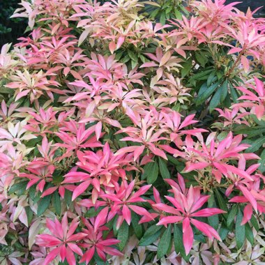 Pieris 'Forest Flame' syn. Pieris floribunda 'Forest Flame'