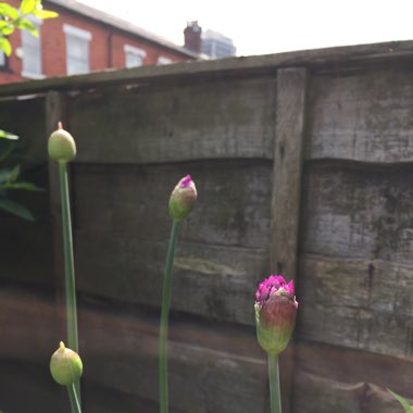 Allium
