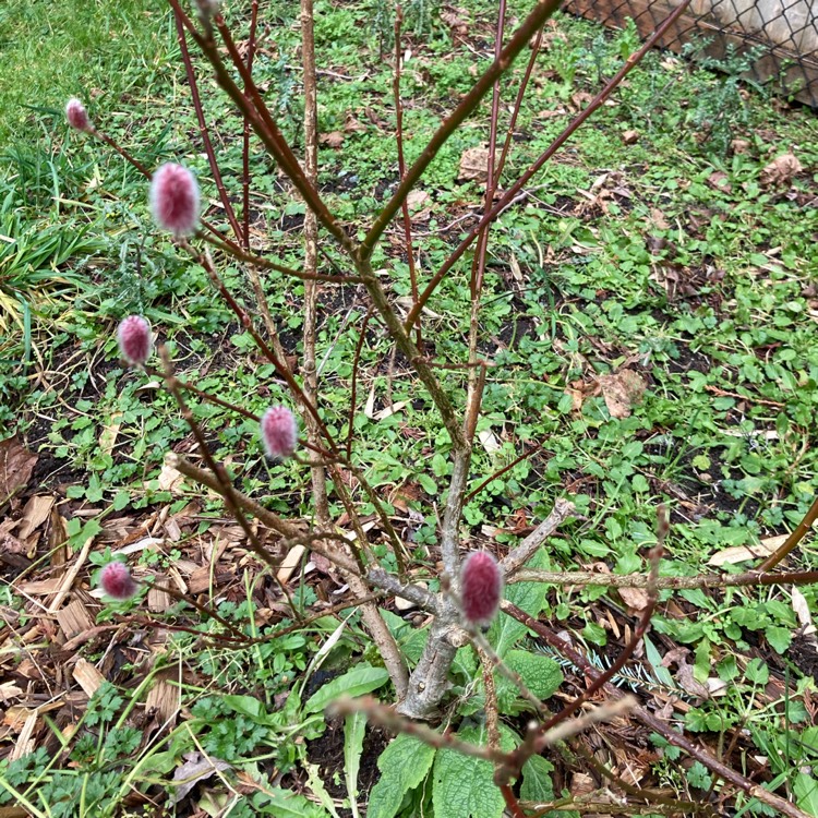 Salix Gracilistyla Mount Aso Pussy Willow Mount Aso Uploaded By