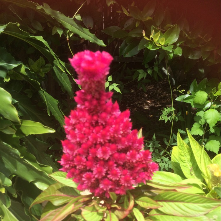 Plant image Celosia argentea plumosa 'Fairy Fountains'