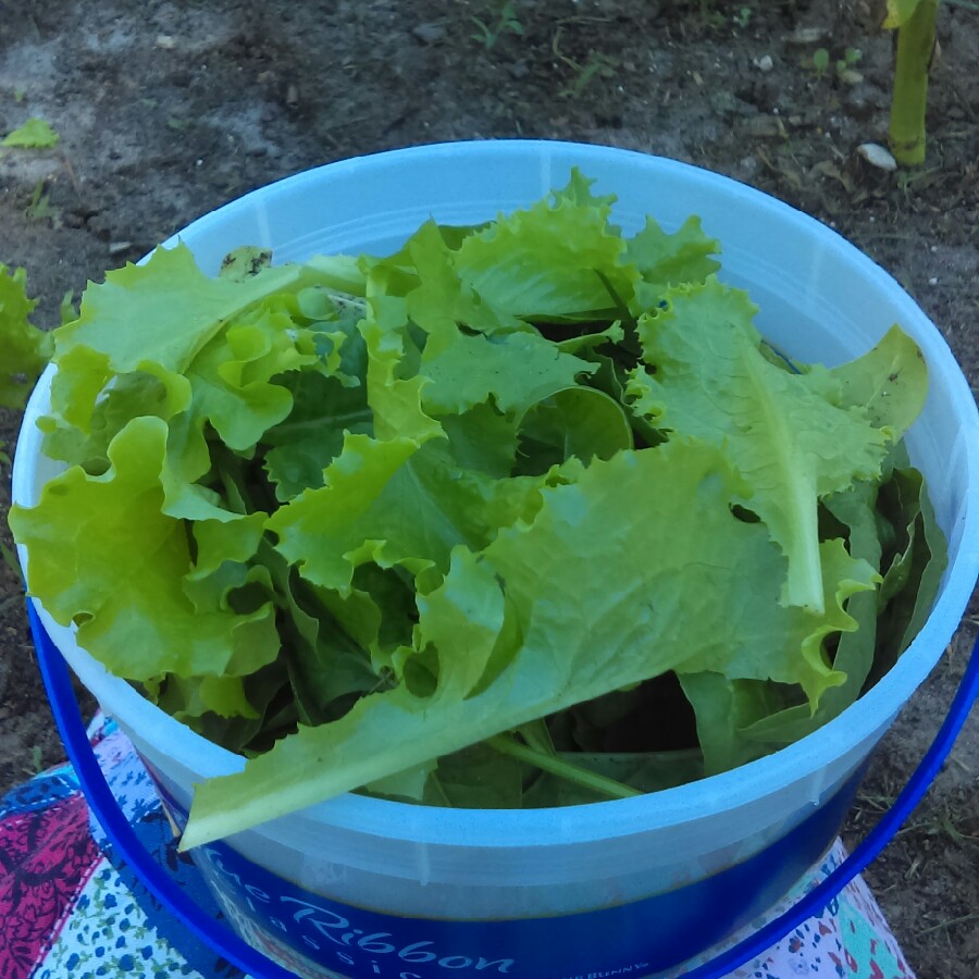 Lettuce