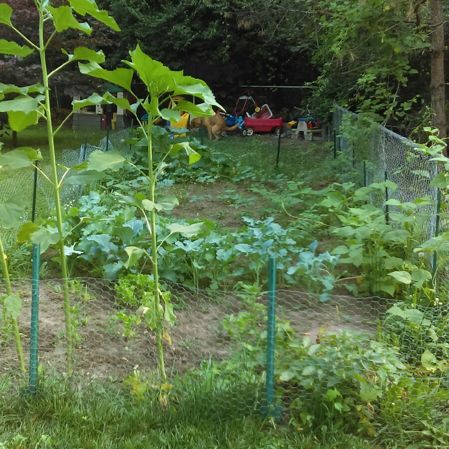 Carla's garden
