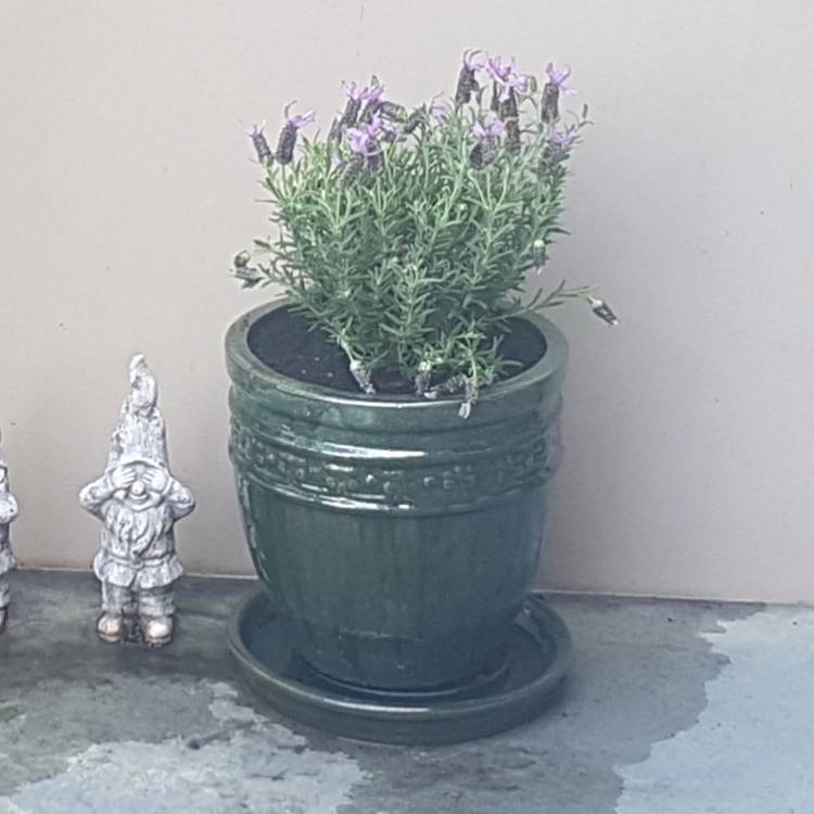 Plant image Lavandula pedunculata subsp. 'Lusitanica' syn. Lavandula sampaioana 'Lusitanica'