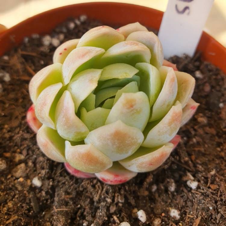 Plant image Echeveria Elegans Alba