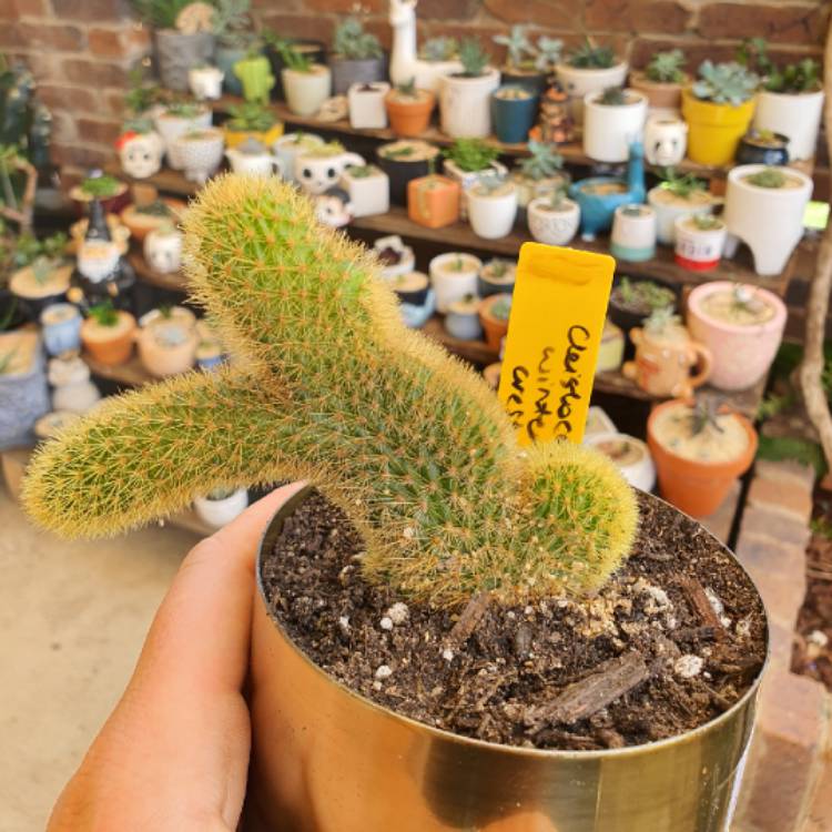 plant image 1413958