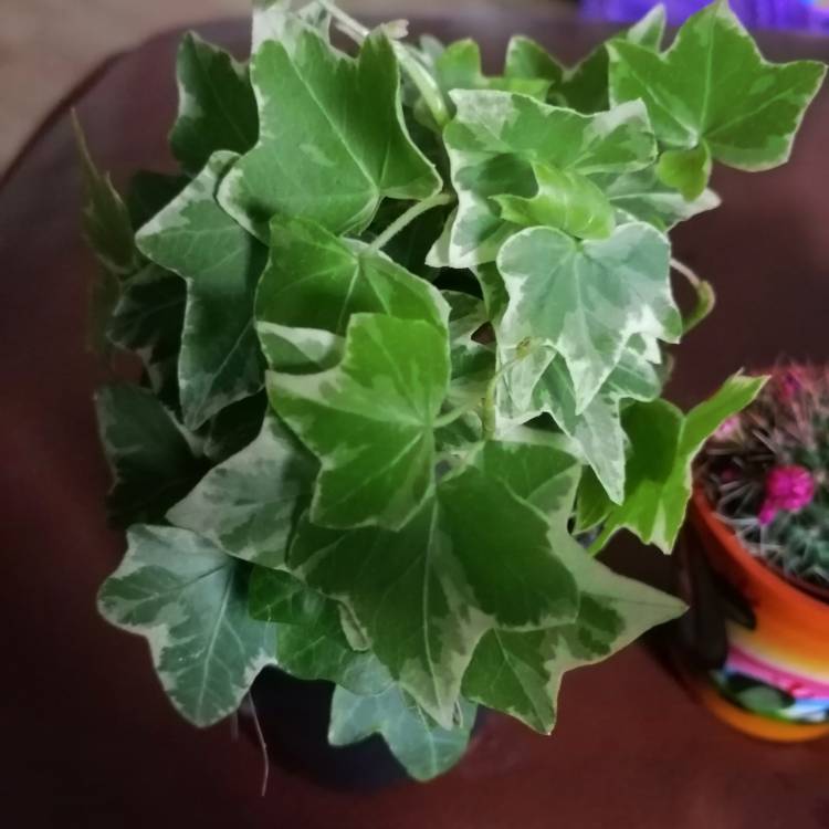 Plant image Hedera helix 'Aloma Ivy'