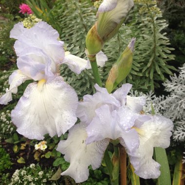Bearded Iris 'English Cottage' (Tall)