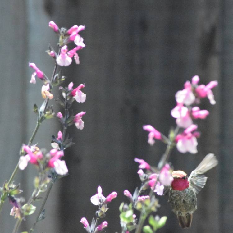 Plant image Salvia nemorosa 'Amethyst'