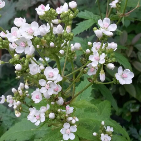 plant image 21664