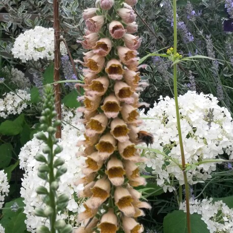 Plant image Digitalis ferruginea