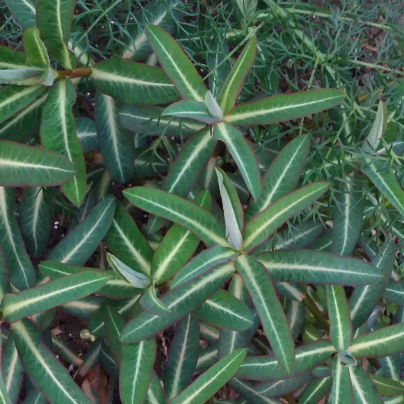 plant image 352344