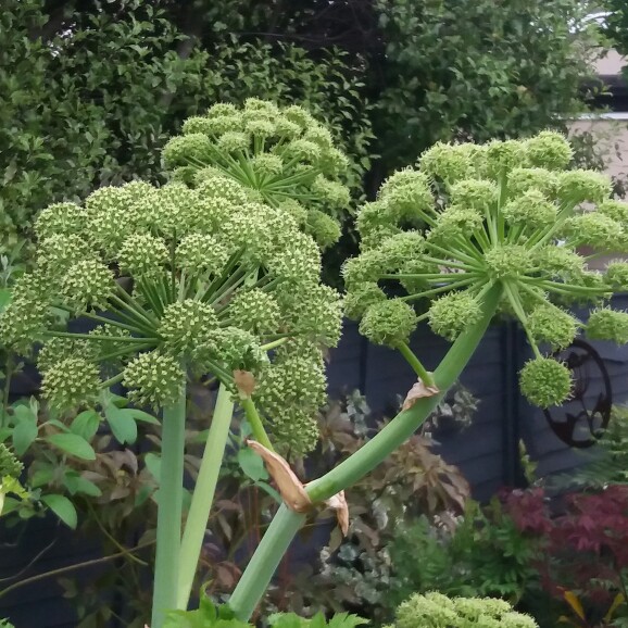 Plant image Angelica archangelica; syn Angelica officinalis