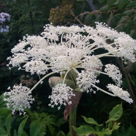 plant image 494370