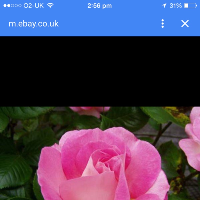 Linda's garden