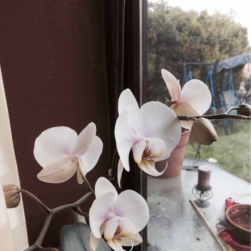 Moth Orchid