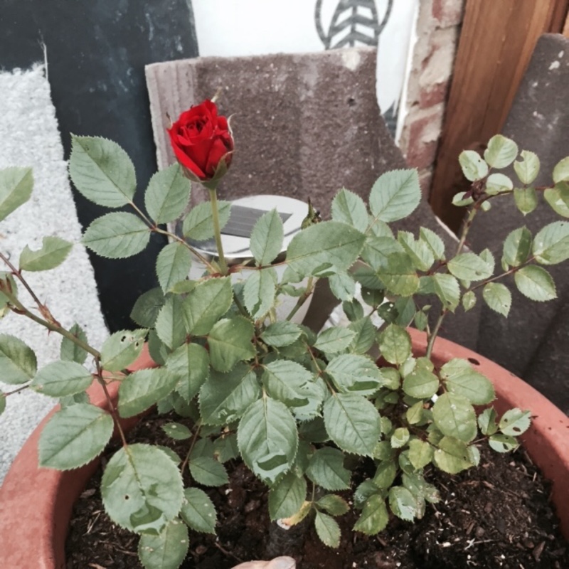 Linda's garden