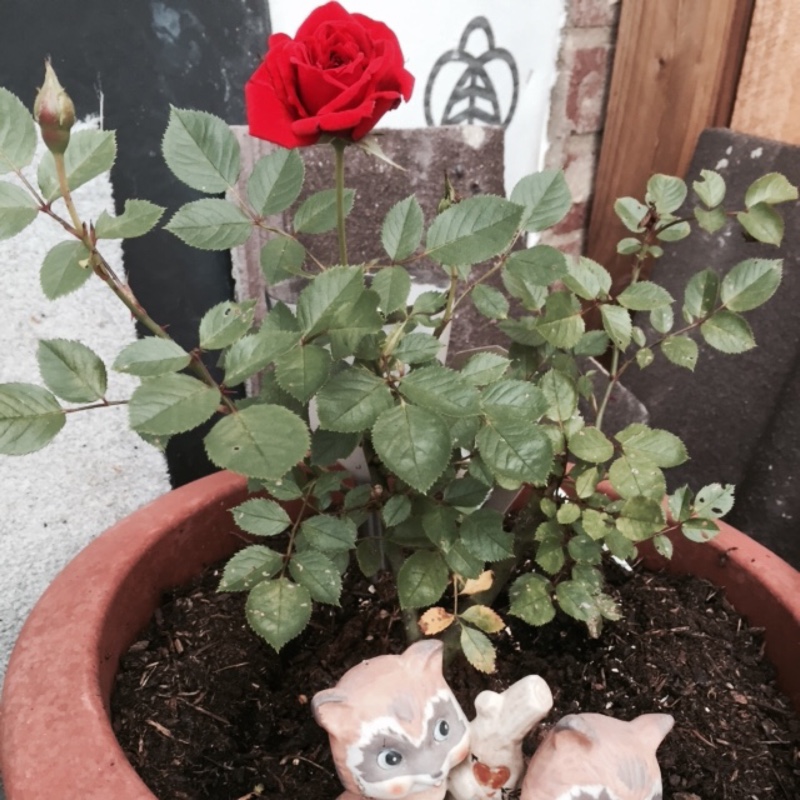 Linda's garden