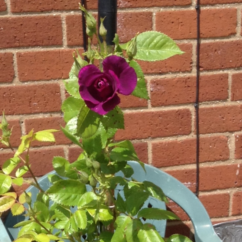 Linda's garden