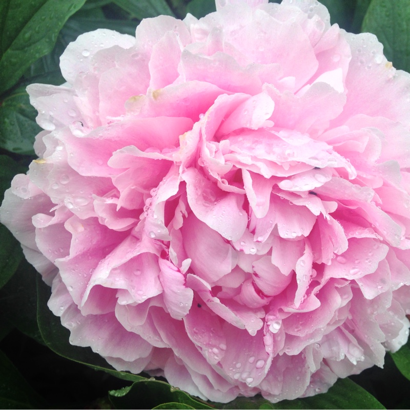 plant image 155693