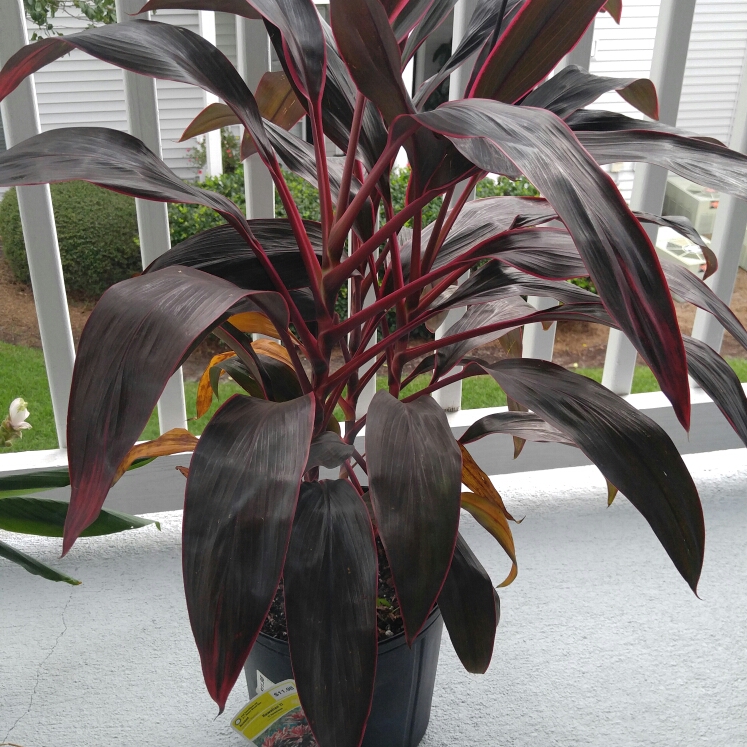 plant image 227971
