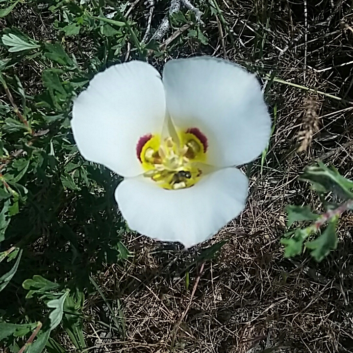 plant image 1089728