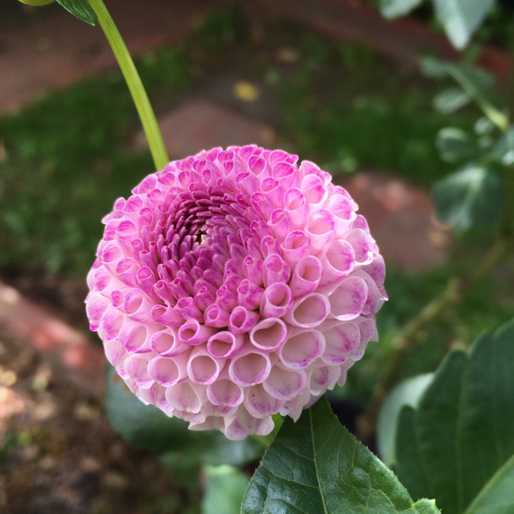 plant image 1246591