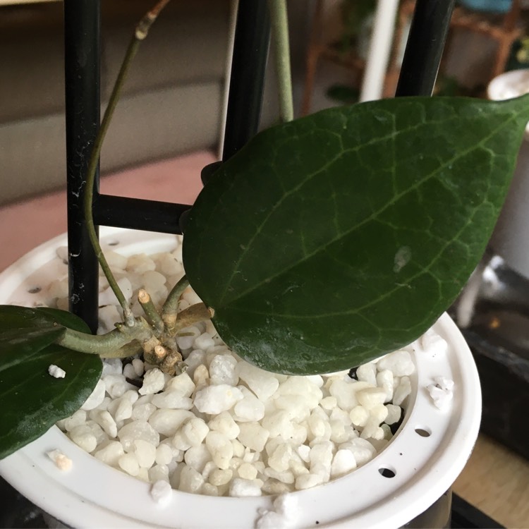 Plant image Hoya Pottsii