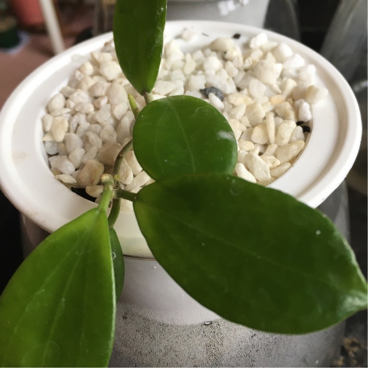 Plant image Hoya 'Samoensis'