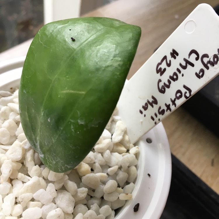 Plant image Hoya Pottsii
