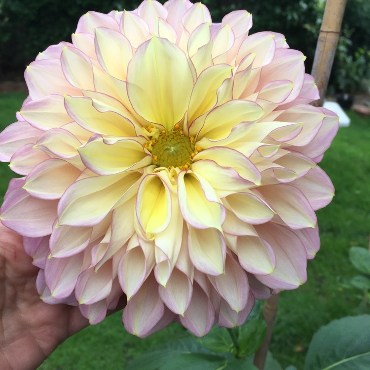 Plant image Dahlia 'Kotara'