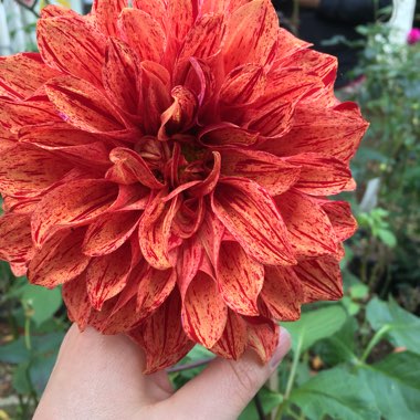 Dahlia 'Tiger Bey'