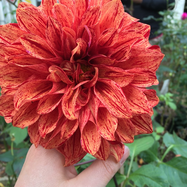 plant image 1279592