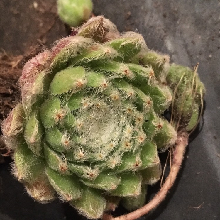Plant image Sempervivum Ashes of Roses