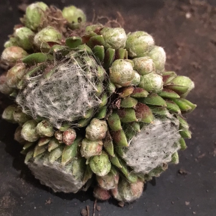 Plant image Sempervivum Arachnoideum Tim Tim