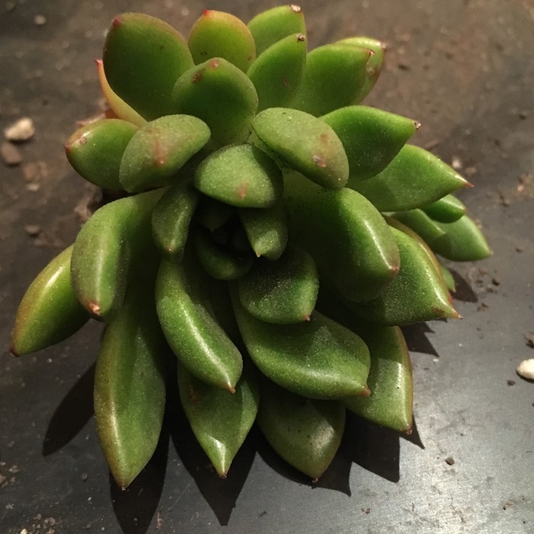 Plant image Echeveria Agavoides Jade Point