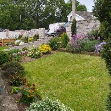 Sue's garden