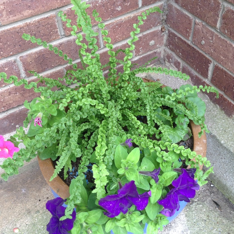 Plant image Athyrium filix-femina 'Frizelliae'