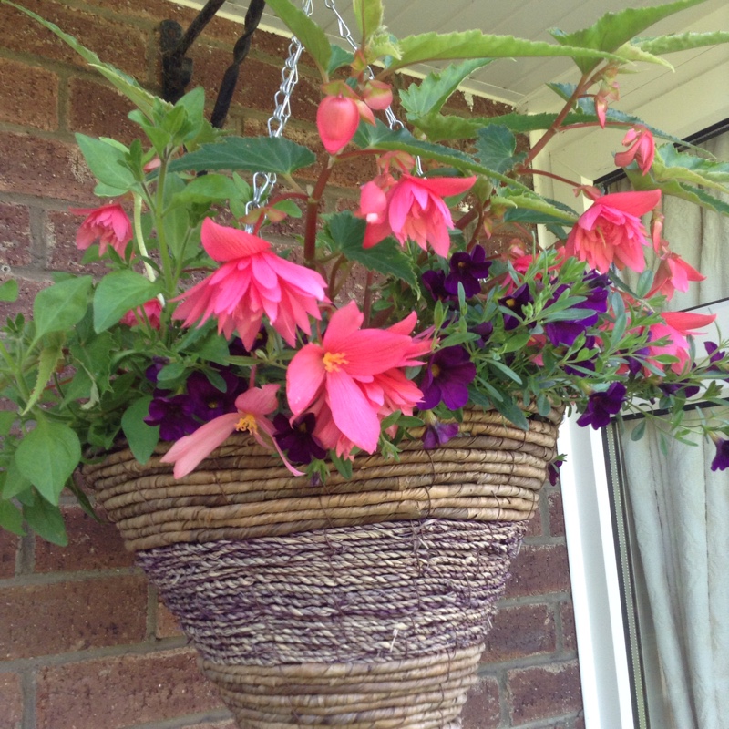 Sue's garden