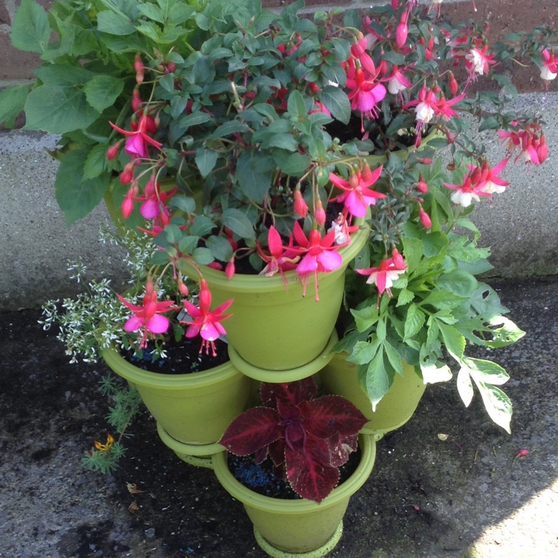 Sue's garden